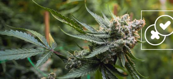 Konopie i miejskie legendy: Obalamy najbardziej absurdalne mity o marihuanie