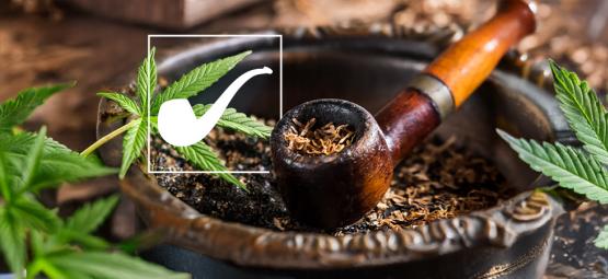 Czy liść z Długiego Brzegu w Władcy Pierścieni to rodzaj zioła (weed)?