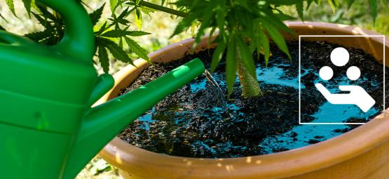 Dodatki do konopi wyjaśnione: Jak działają i dlaczego warto ich używać