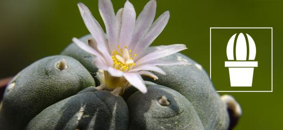 Czym jest pejot i dlaczego ludzie po niego sięgają?
