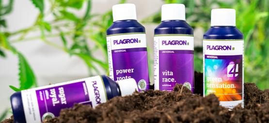 Najlepsze ekologiczne nawozy do uprawy konopi