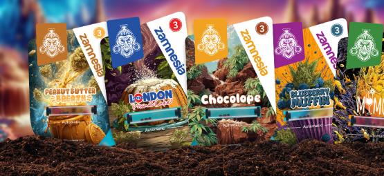 Sugar Valley Zamnesia Strain Showcase: świat ukształtowany słodyczą