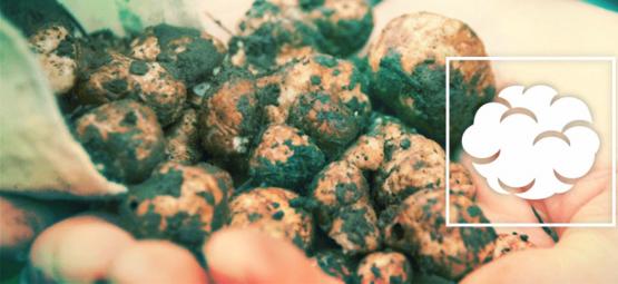 Jak samodzielnie wyhodować magiczne trufle (od zera)