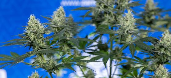 10 powodów, by uprawiać własną marihuanę