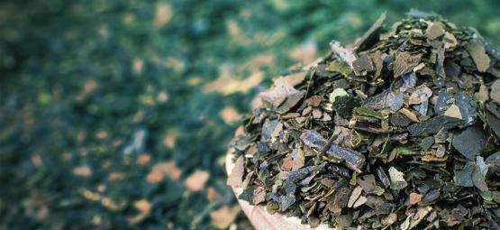 Poznaj guayusę: Czysta energia z lasu deszczowego