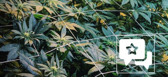 Recenzja odmiany: Casey Jones