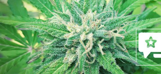 Frisian Duck: nowa, przełomowa odmiana od Dutch Passion