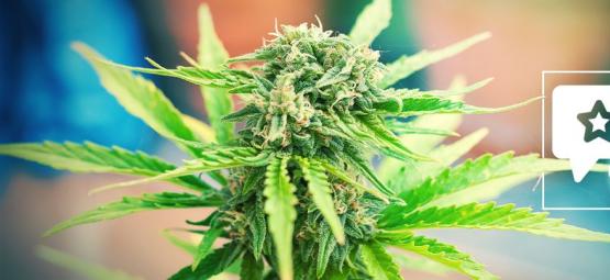 Moby Dick: recenzja i informacje o odmianie konopi