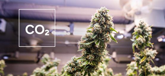 Jak samodzielnie zrobić generator CO₂ do domowej uprawy konopi