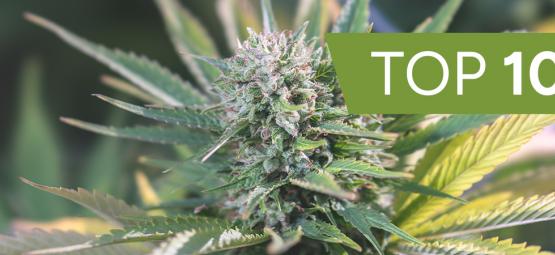 Nasze 10 najpopularniejszych banków nasion