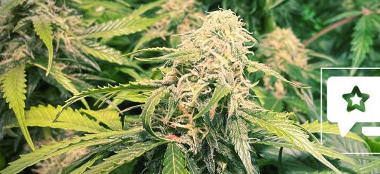 Recenzja odmiany: Pineapple Kush