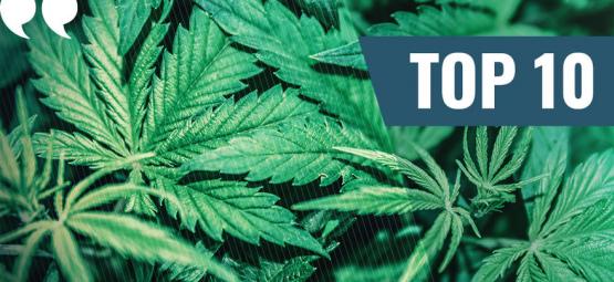 Top 10 najlepszych cytatów o marihuanie wszech czasów