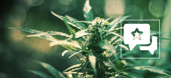 White Russian: recenzja i informacje o odmianie konopi