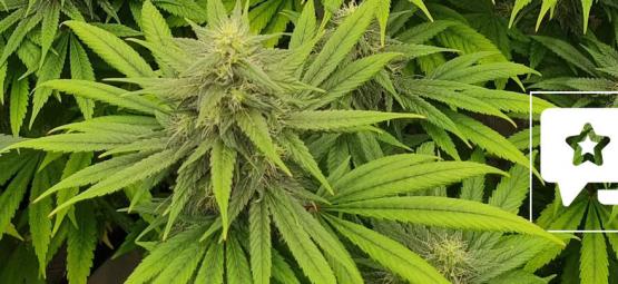 Recenzja odmiany: Pineapple Chunk