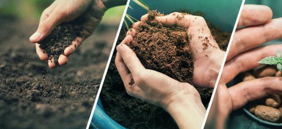 Czy uprawiać konopie w ziemi, włóknie kokosowym czy w systemie hydroponicznym?