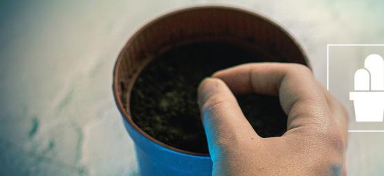 Jak wyhodować własny kaktus meskalinowy z nasion