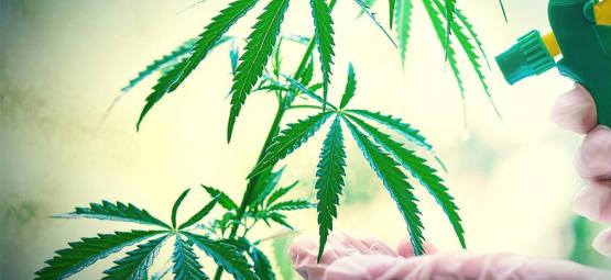 Jak i kiedy wykonywać oprysk dolistny roślin konopi