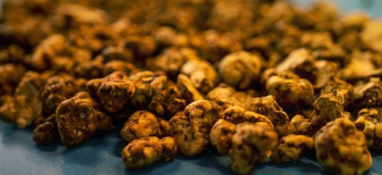 Biologia trufli: dlaczego grzyby tworzą sklerocja?