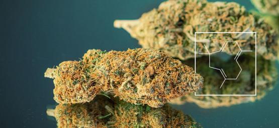 Wzmacnianie Terpenów: Jak Wyhodować Prawdziwie Skunowy Susz