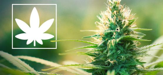 Jack Herer: działacz na rzecz marihuany