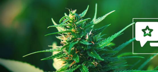 Girl Scout Cookies: recenzja i informacje o odmianie konopi