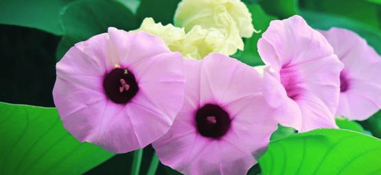 Poznaj hawaiian baby woodrose – naturalny środek psychodeliczny