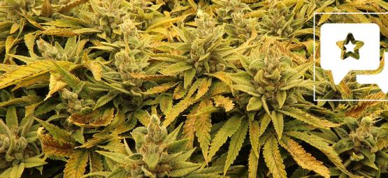 Recenzja odmiany: Bubba's Gift