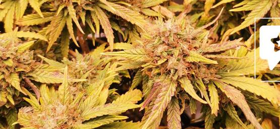 Recenzja odmiany: Liberty Haze