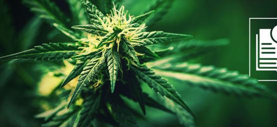 Wprowadzenie do konopi włóknistych