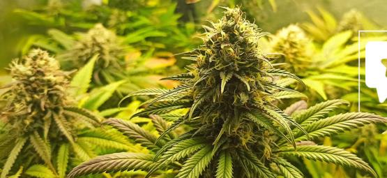 Recenzja odmiany: Super Critical