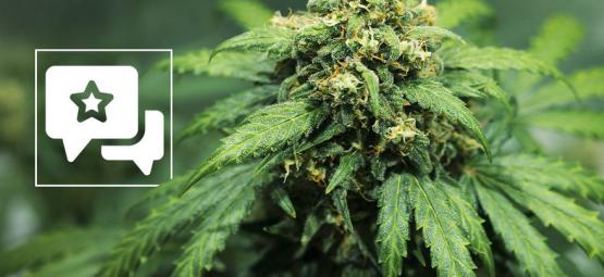 Recenzja odmiany: Royal Dwarf