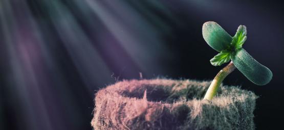 Jak spektrum światła wpływa na konopie