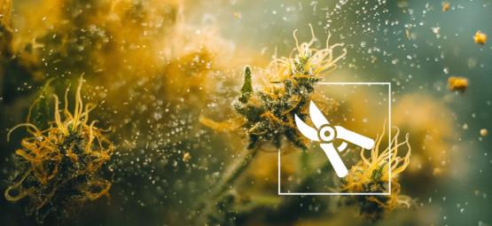 6 najlepszych sposobów na zrobienie haszyszu