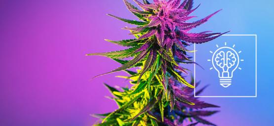 Czy konopie zwiększają kreatywność?