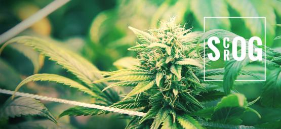 ScrOG kontra SOG: Która metoda będzie dla ciebie najlepsza?