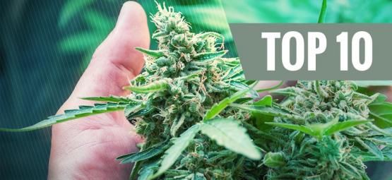 Top 10 najczęstszych błędów w uprawie