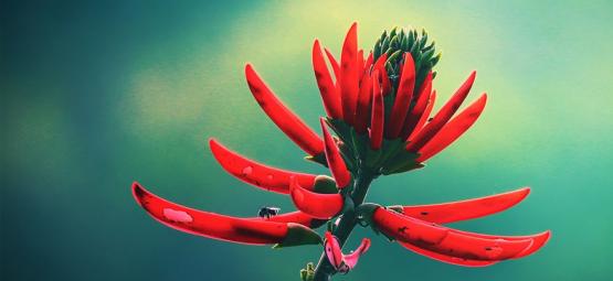 Poznaj mulungu: naturalne, relaksujące zioło z Amazonii