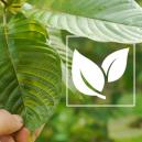 Wszystko, co warto wiedzieć o kratomie