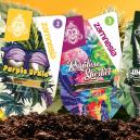 Prezentacja odmian Zamnesia: Odkryj rzadkie perełki