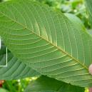 Historia stosowania kratomu