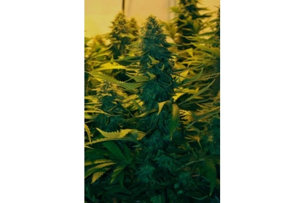 Amnesia Haze (Royal Queen Seeds) feminizowane