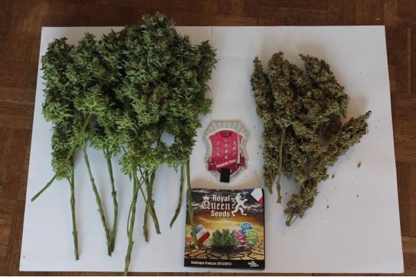 Amnesia Haze (Royal Queen Seeds) feminizowane