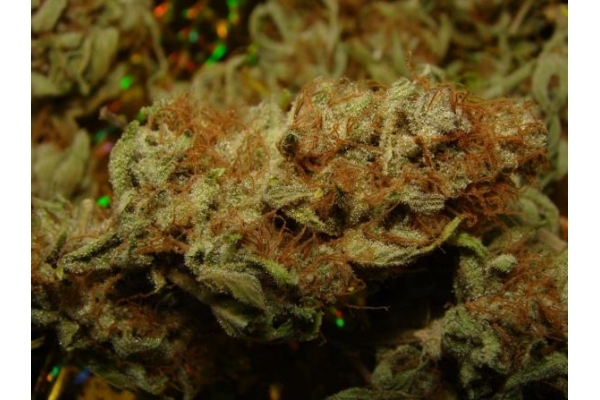 Amnesia Haze (Royal Queen Seeds) feminizowane