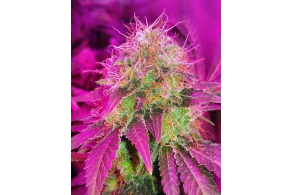 White Widow (Royal Queen Seeds) feminizowane