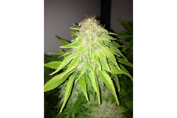 White Widow (Royal Queen Seeds) feminizowane