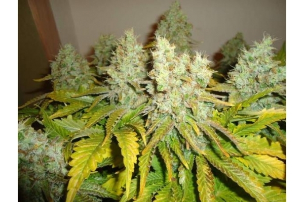 White Widow (Royal Queen Seeds) feminizowane