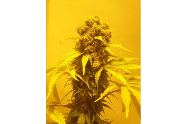 White Widow (Royal Queen Seeds) feminizowane