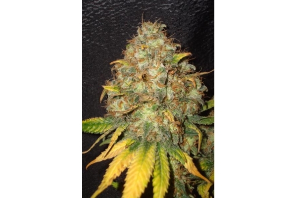 Ice (Royal Queen Seeds) feminizowane