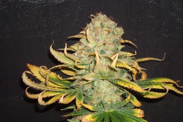 Ice (Royal Queen Seeds) feminizowane
