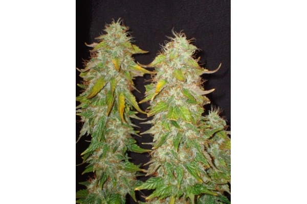 Ice (Royal Queen Seeds) feminizowane